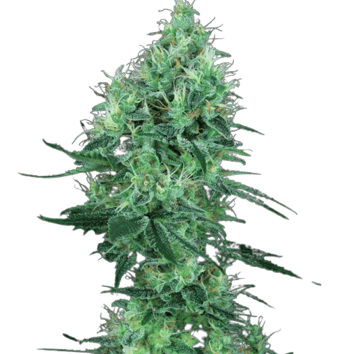 Lemon G Cannabissamen-Verpackung — Royal King Seeds Deutschland