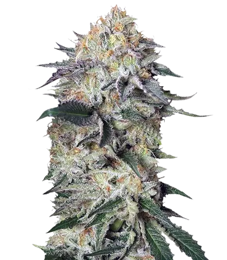 Lemon Garlic OG Cannabissamen-Verpackung — Royal King Seeds Deutschland