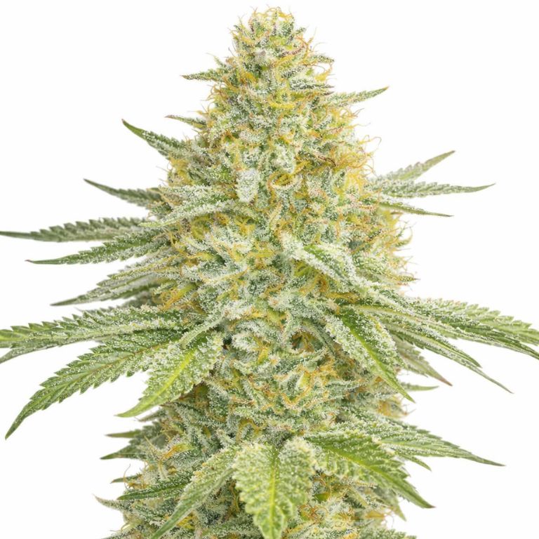 Lemon Haze Cannabissamen-Verpackung — Royal King Seeds Deutschland