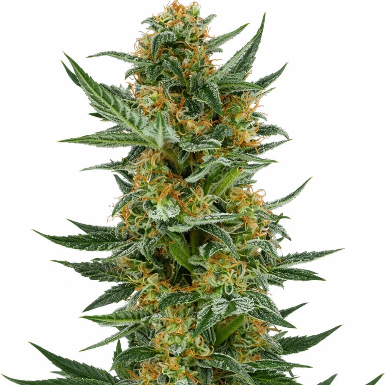 Lemon Jack Cannabissamen-Verpackung — Royal King Seeds Deutschland