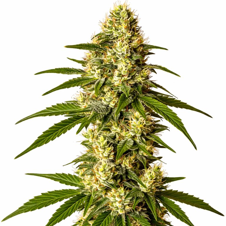 Lemon Kush Cannabissamen-Verpackung — Royal King Seeds Deutschland
