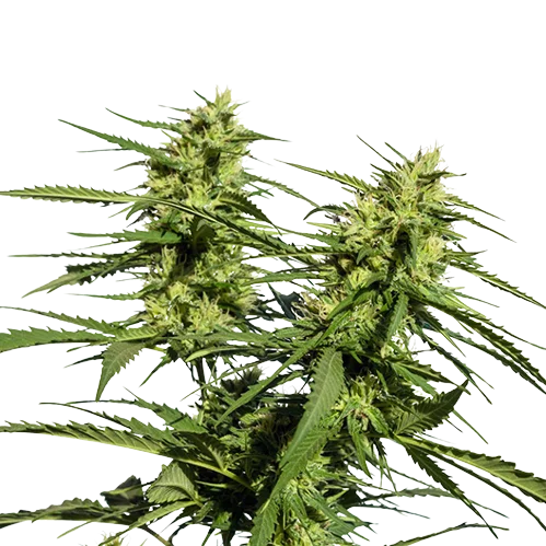 Lethal Purple Cannabissamen-Verpackung — Royal King Seeds Deutschland