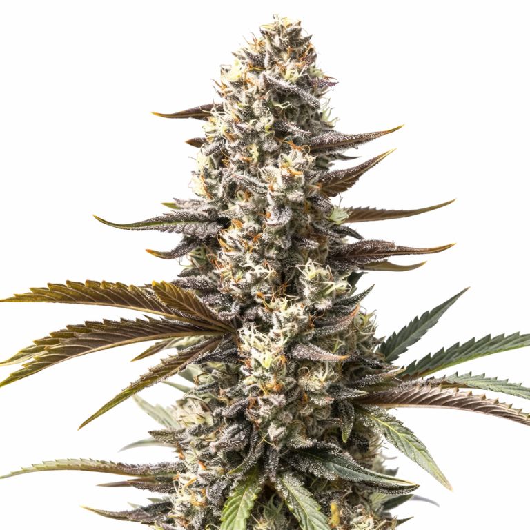 London Pound Cake Cannabissamen-Verpackung — Royal King Seeds Deutschland