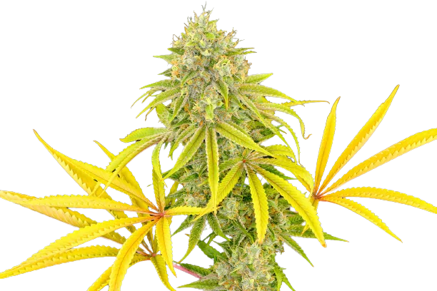 Longbottom Leaf Cannabissamen-Verpackung — Royal King Seeds Deutschland