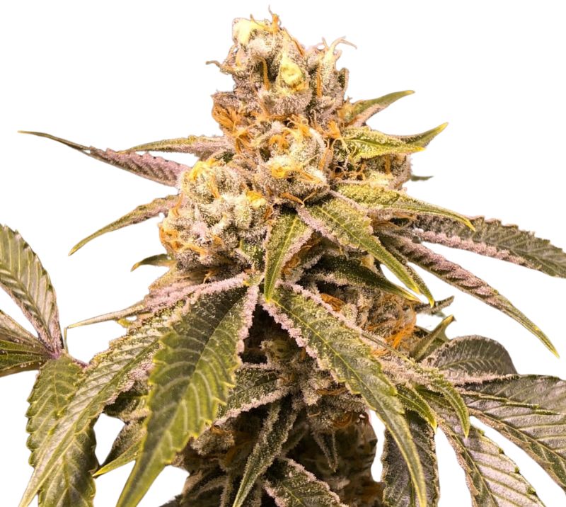 Love Potion #1 Cannabissamen-Verpackung — Royal King Seeds Deutschland