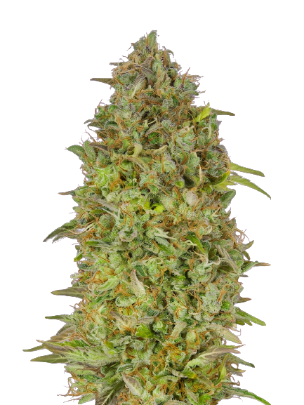 Lowryder Cannabissamen-Verpackung — Royal King Seeds Deutschland