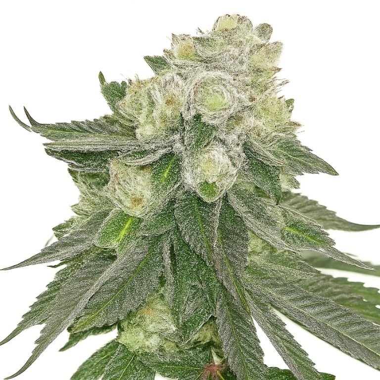 Lucky Dog Cannabissamen-Verpackung — Royal King Seeds Deutschland