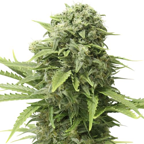 Mac 1 Cannabissamen-Verpackung — Royal King Seeds Deutschland