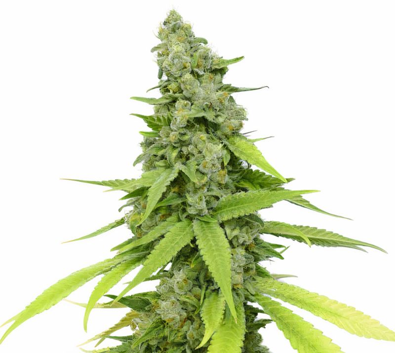 Mag Landrace Cannabissamen-Verpackung — Royal King Seeds Deutschland