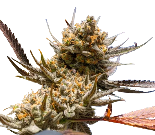 Magic Beans OG Cannabissamen-Verpackung — Royal King Seeds Deutschland