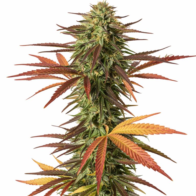 Malawi Gold Cannabissamen-Verpackung — Royal King Seeds Deutschland