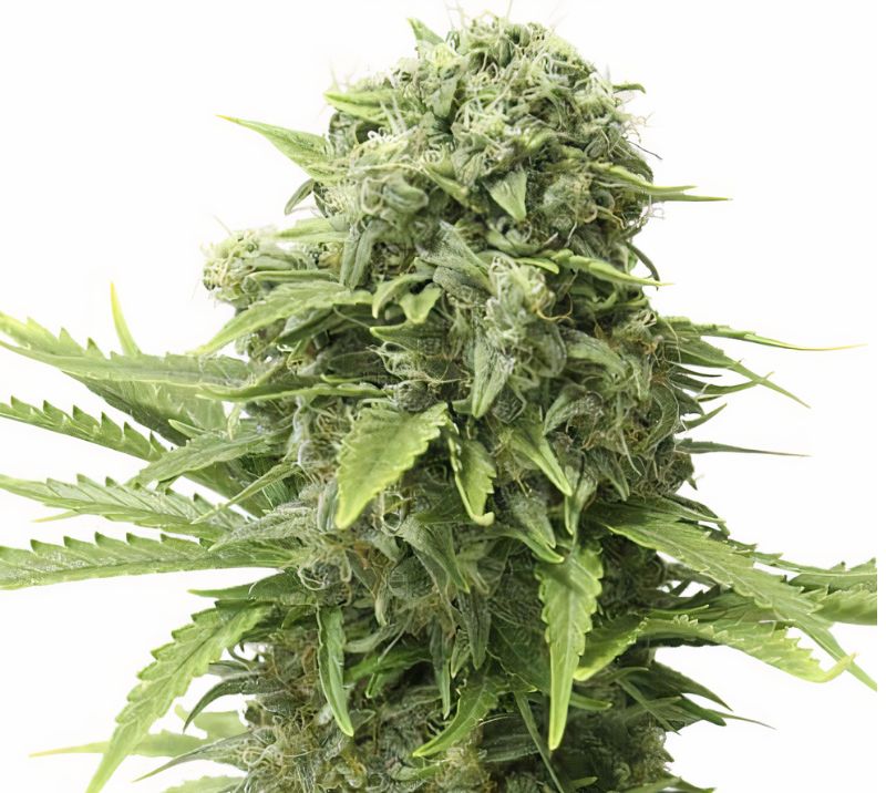 Mandala #1 Cannabissamen-Verpackung — Royal King Seeds Deutschland
