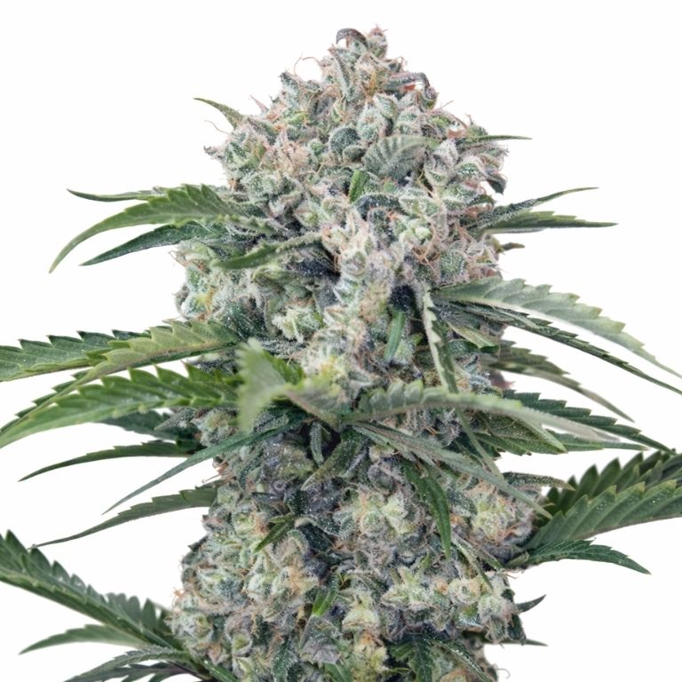 Mandarine Cannabissamen-Verpackung — Royal King Seeds Deutschland