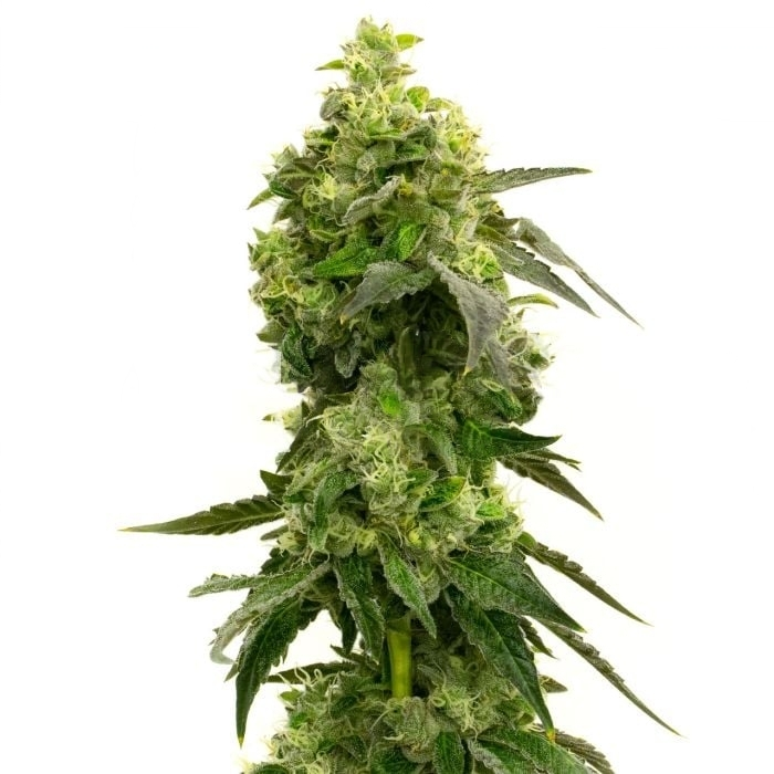 Mango Crack Cannabissamen-Verpackung — Royal King Seeds Deutschland
