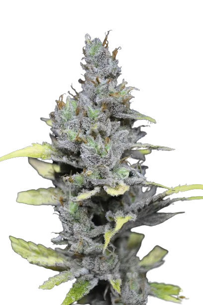 Mango Haze Cannabissamen-Verpackung — Royal King Seeds Deutschland