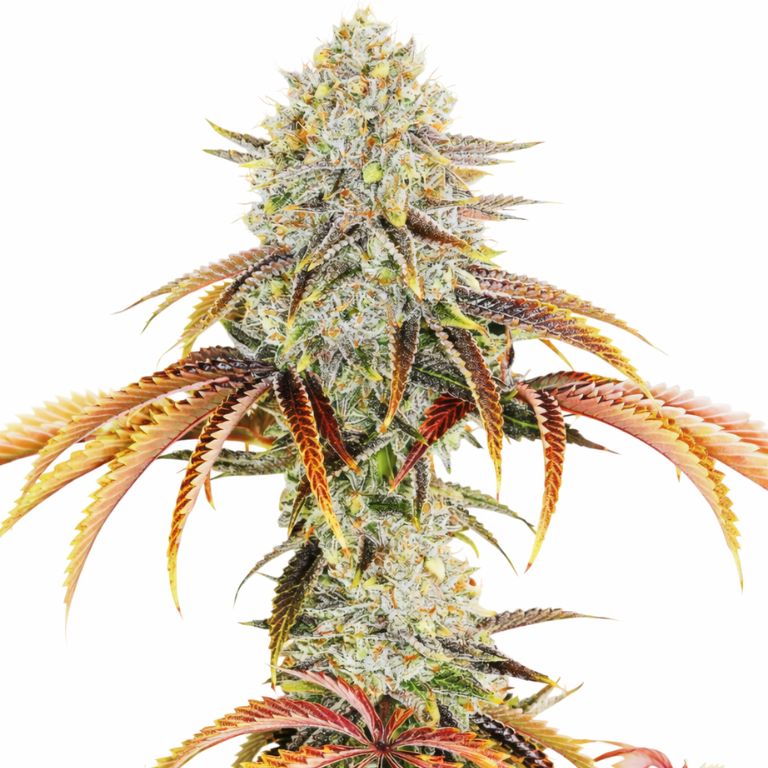 Mango Kush Cannabissamen-Verpackung — Royal King Seeds Deutschland