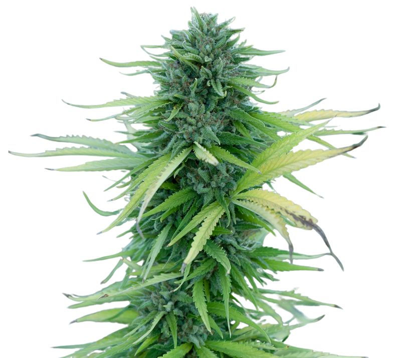 Manitoba Poison Cannabissamen-Verpackung — Royal King Seeds Deutschland