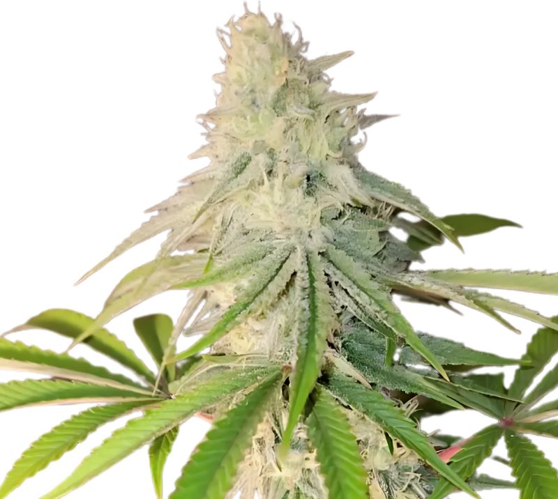 Maple Leaf Cannabissamen-Verpackung — Royal King Seeds Deutschland
