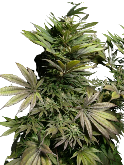 Marionberry Kush Cannabissamen-Verpackung — Royal King Seeds Deutschland