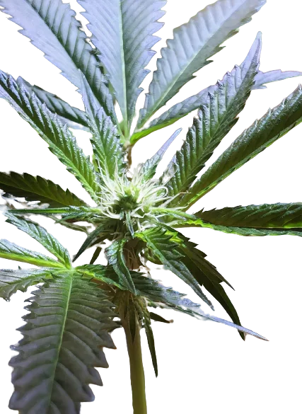 Mars OG Cannabissamen-Verpackung — Royal King Seeds Deutschland
