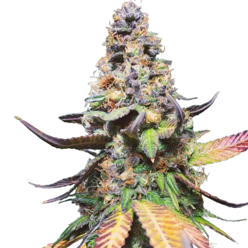 Master Yoda Cannabissamen-Verpackung — Royal King Seeds Deutschland