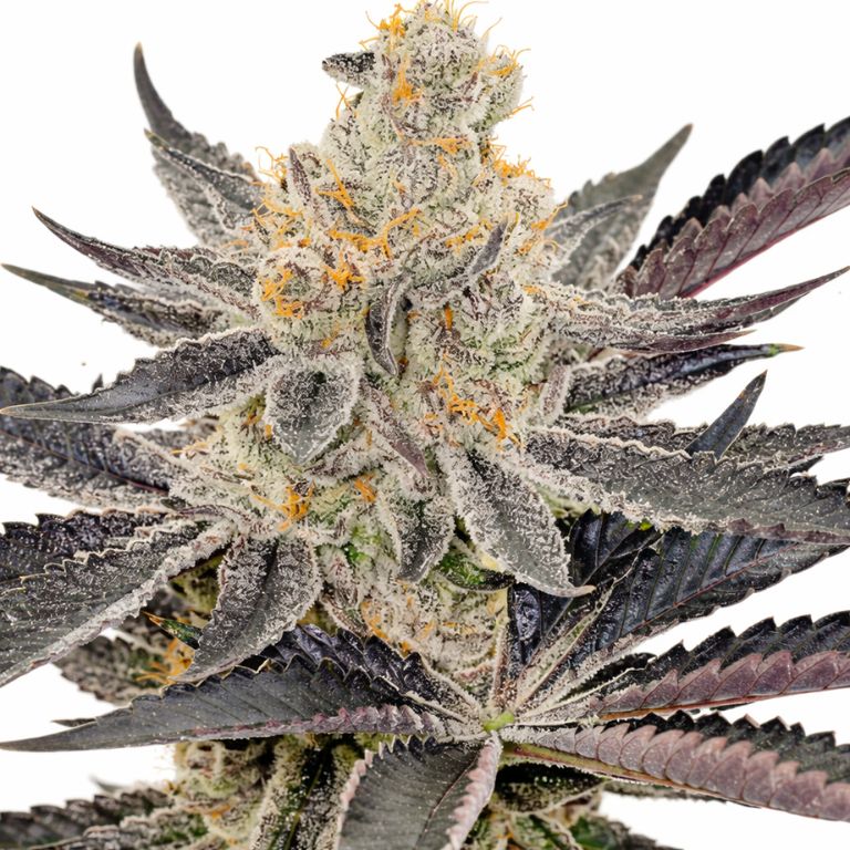 Maui Cannabissamen-Verpackung — Royal King Seeds Deutschland