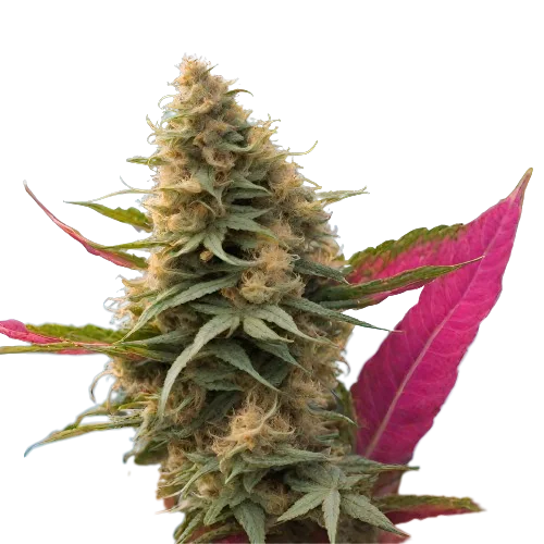 Maui Haole Cannabissamen-Verpackung — Royal King Seeds Deutschland