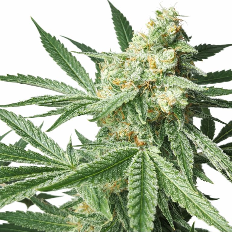 Maui Pineapple Chunk Cannabissamen-Verpackung — Royal King Seeds Deutschland