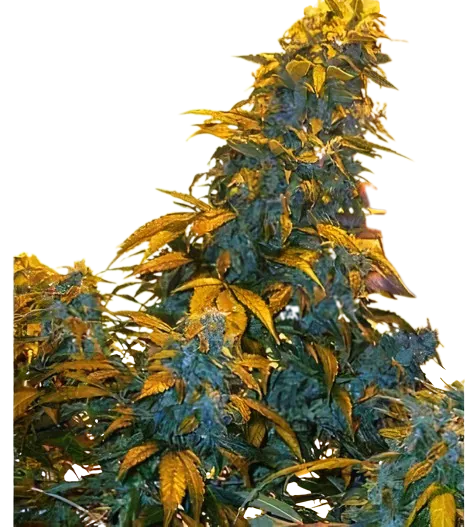 Maxi Gom Cannabissamen-Verpackung — Royal King Seeds Deutschland