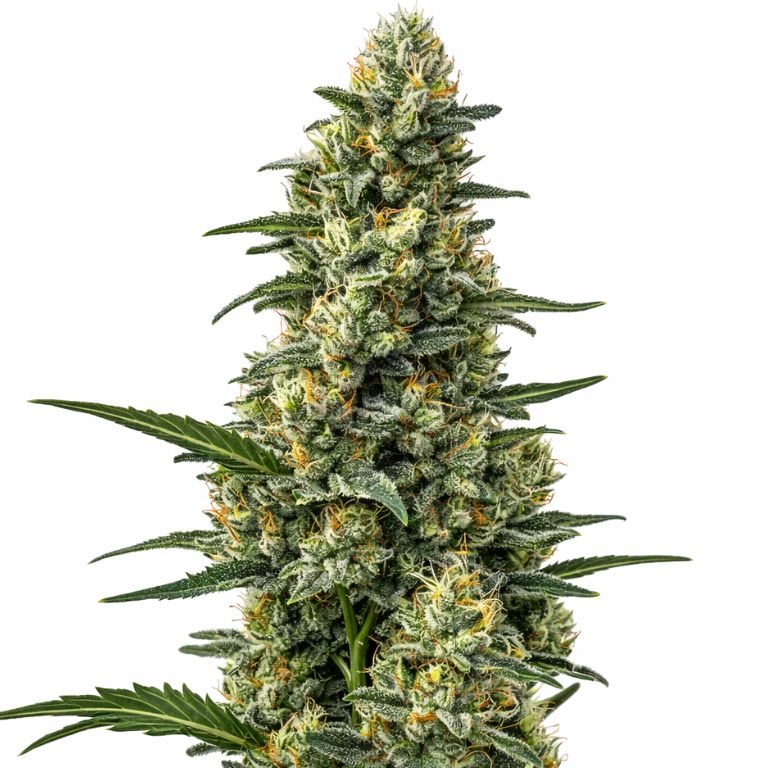 Mazar Cannabissamen-Verpackung — Royal King Seeds Deutschland