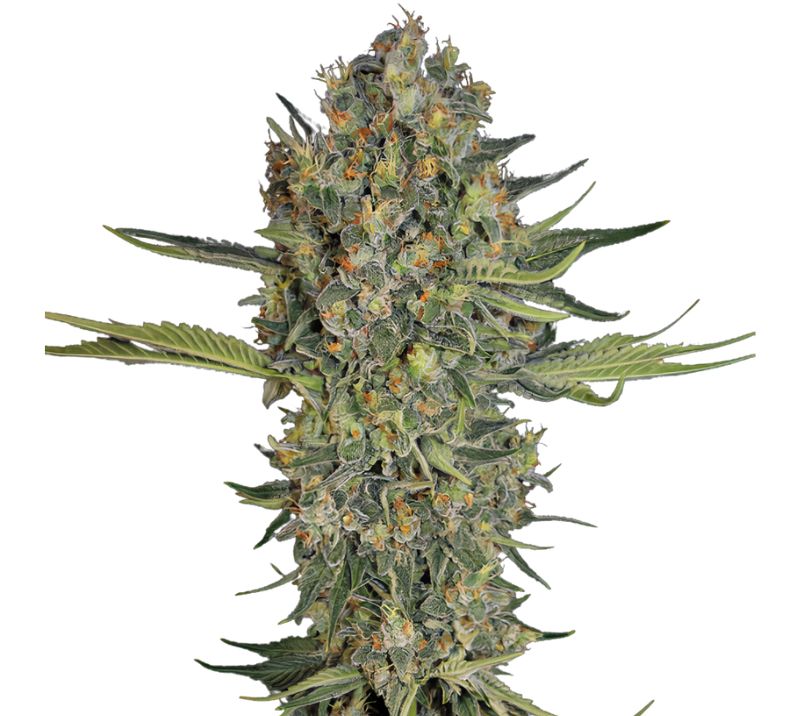 Mazar I Sharif Cannabissamen-Verpackung — Royal King Seeds Deutschland