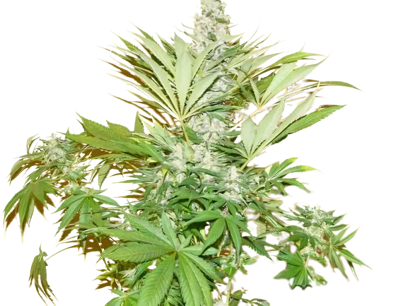 Mean Misty Cannabissamen-Verpackung — Royal King Seeds Deutschland