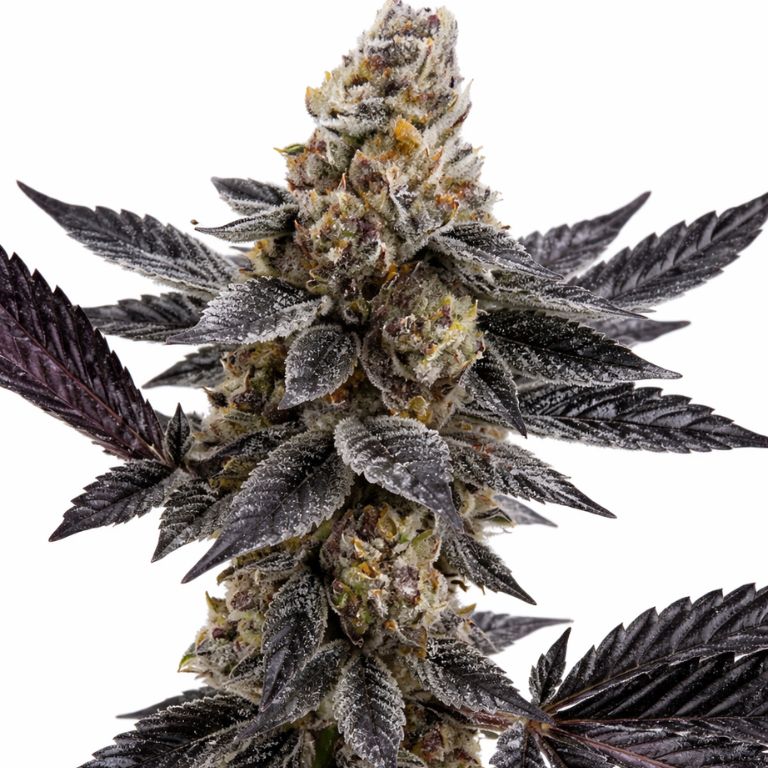Meat Breath Cannabissamen-Verpackung — Royal King Seeds Deutschland