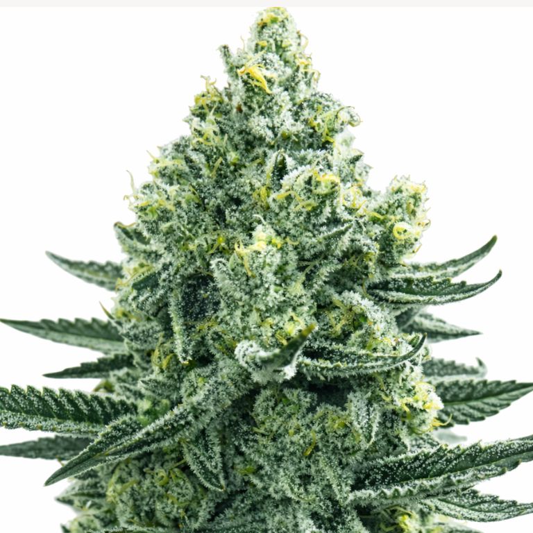 Merlot OG Cannabissamen-Verpackung — Royal King Seeds Deutschland