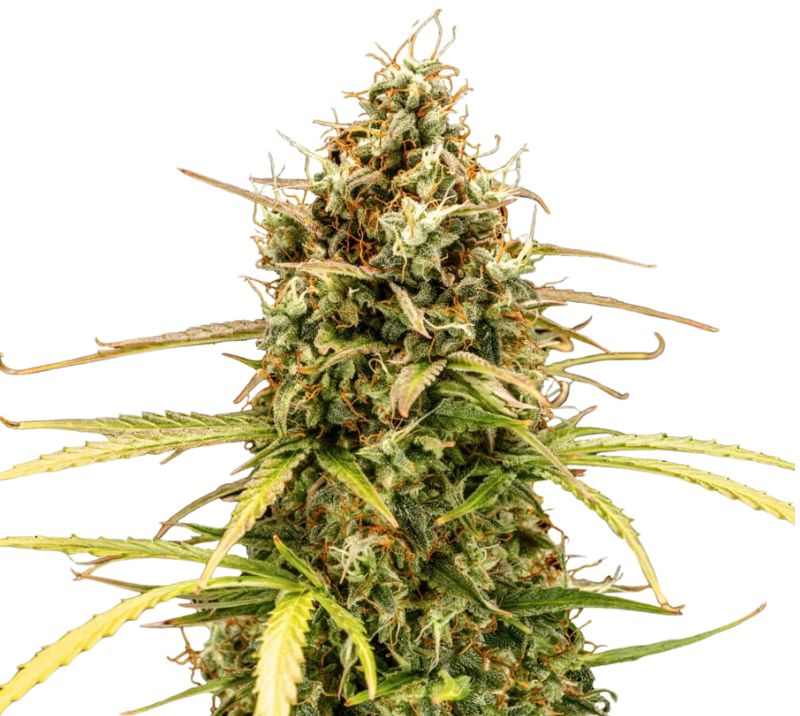 Milky Way Cannabissamen-Verpackung — Royal King Seeds Deutschland