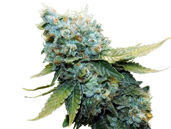 Millennium Cannabissamen-Verpackung — Royal King Seeds Deutschland