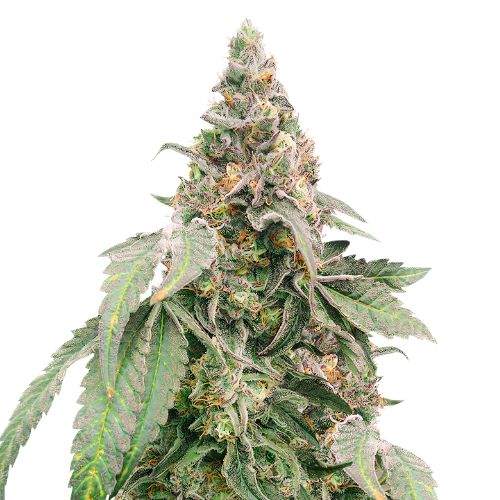 Mimosa Cannabissamen-Verpackung — Royal King Seeds Deutschland