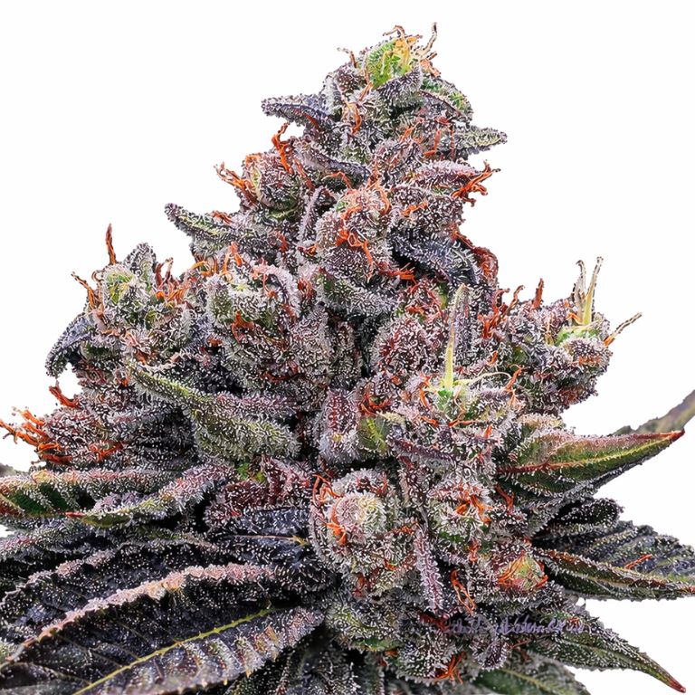 Mob Boss Cannabissamen-Verpackung — Royal King Seeds Deutschland