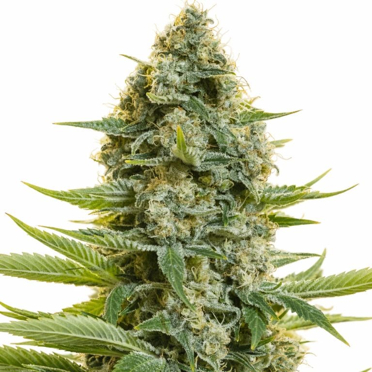 Moby Dick Cannabissamen-Verpackung — Royal King Seeds Deutschland