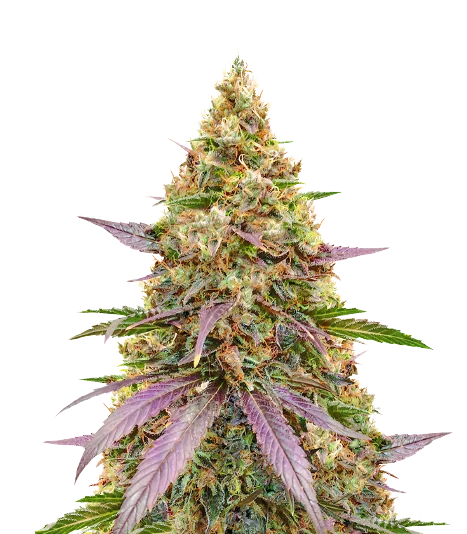 Money Maker Cannabissamen-Verpackung — Royal King Seeds Deutschland