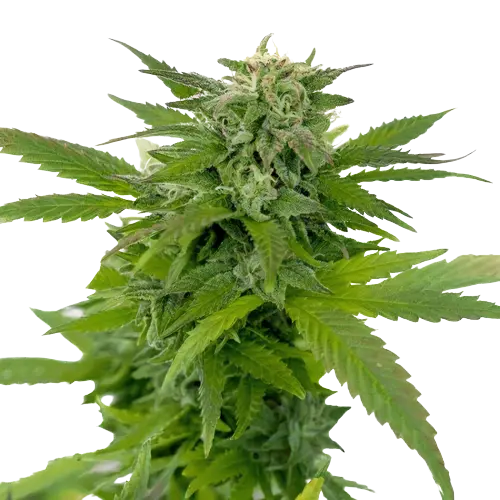 Moonshine Haze Cannabissamen-Verpackung — Royal King Seeds Deutschland