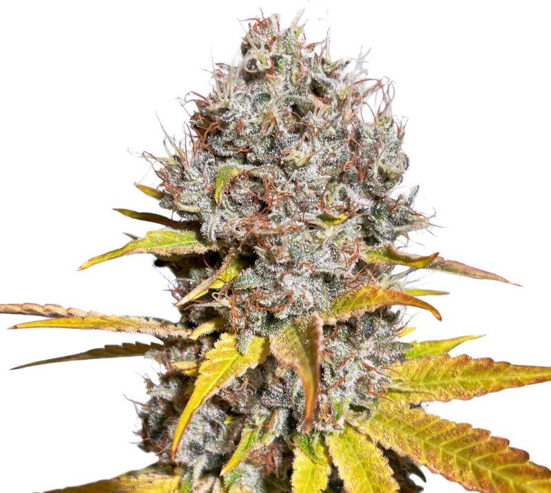 Mother of Berries Cannabissamen-Verpackung — Royal King Seeds Deutschland