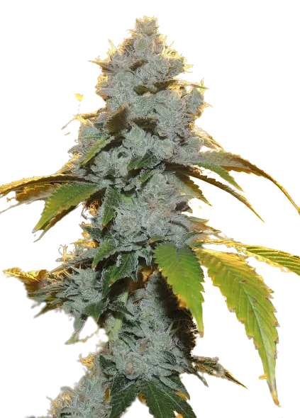 Motorbreath #15 Cannabissamen-Verpackung — Royal King Seeds Deutschland