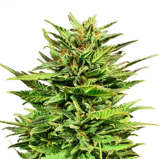 Mr. Tusk Cannabissamen-Verpackung — Royal King Seeds Deutschland