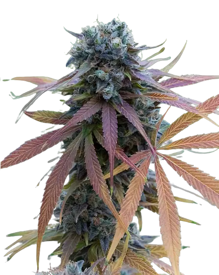 New Glue Cannabissamen-Verpackung — Royal King Seeds Deutschland
