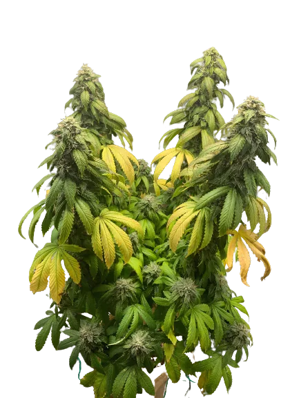 Night Terror OG Cannabissamen-Verpackung — Royal King Seeds Deutschland