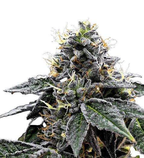 Night Train Cannabissamen-Verpackung — Royal King Seeds Deutschland