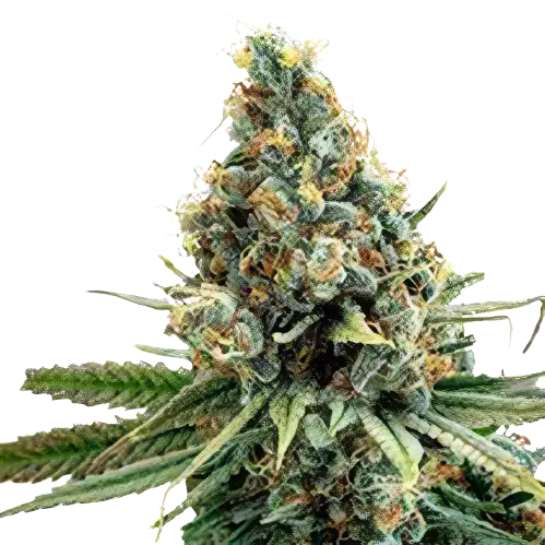 North American Cannabissamen-Verpackung — Royal King Seeds Deutschland