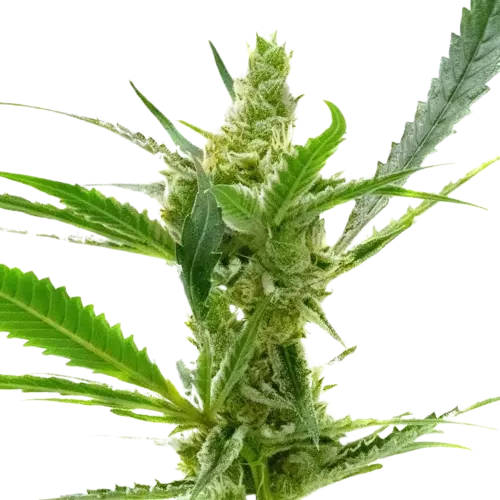 Northern Cream Cannabissamen-Verpackung — Royal King Seeds Deutschland