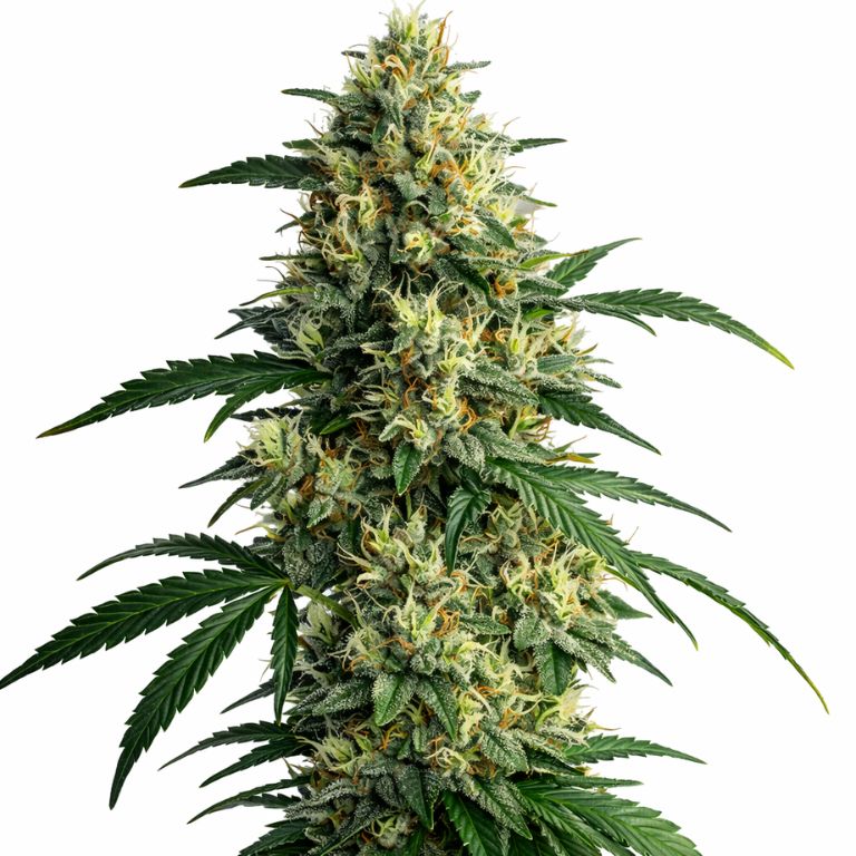 Northern Lights Cannabissamen-Verpackung — Royal King Seeds Deutschland